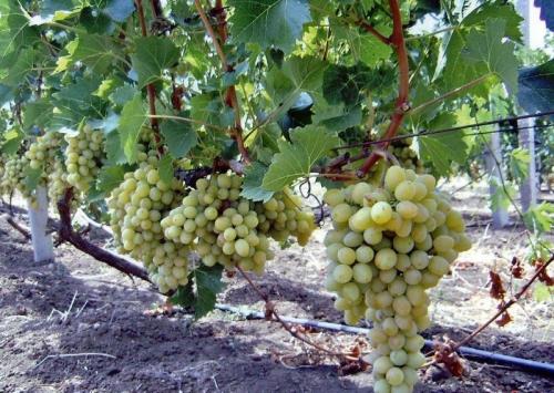 Совместимость фруктовых деревьев в саду таблица. Совместимость и несовместимость растений в саду (деревьев, кустарников, винограда, земляники, огородных культур) 05