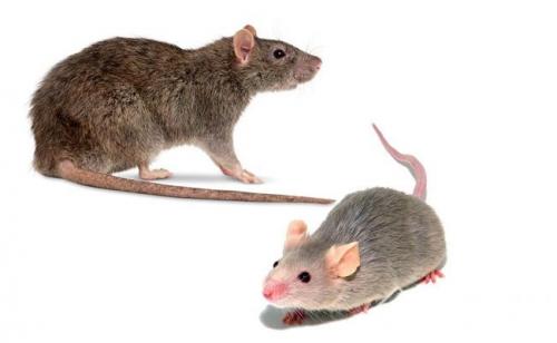 Как избавиться от мышей в стене дома. Что важно знать о мышах