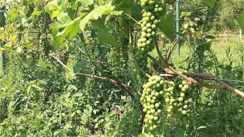 Сколько гроздей винограда надо оставлять на одном побеге. Нормировка винограда гроздями.