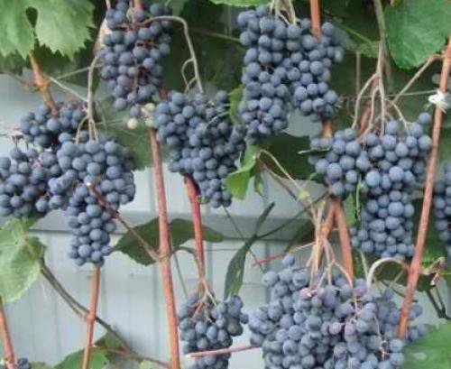 Виноград ютал описание сорта. Эти Винограды прощает ошибки, дают Отличный и Вкусный урожай даже у начинающих садоводов. Рассказываю, почему именно эти сорта 17 Виноград ютал описание сорта. Эти Винограды прощает ошибки, дают Отличный и Вкусный урожай даже у начинающих садоводов. Рассказываю, почему именно эти сорта 17