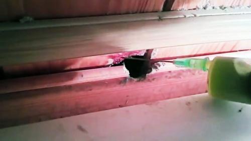 Чертополох от мышей. Процесс обработки дома