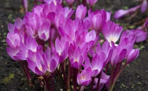 Чего боятся мыши на даче. 8 растений, которые надолго отпугнут мышей от вашего садового участка