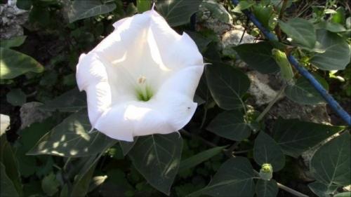 Чего боятся мыши на даче. 8 растений, которые надолго отпугнут мышей от вашего садового участка