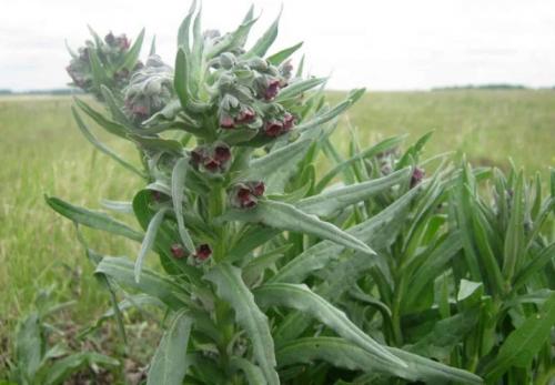 Какие растения отпугнут мышей с огорода. Растения, отпугивающие мышей 09