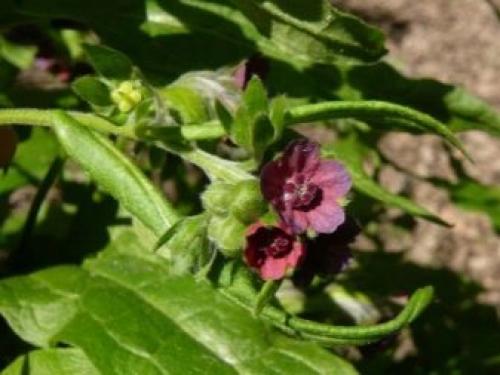 Какие растения отпугнут мышей с огорода. Растения, отпугивающие мышей 13