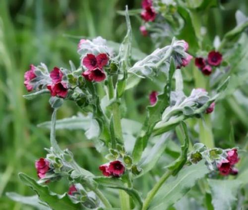 Как избавиться от мышей народными средствами. Народные средства от мышей