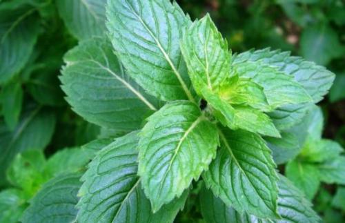 Как избавиться от мышей народными средствами. Народные средства от мышей