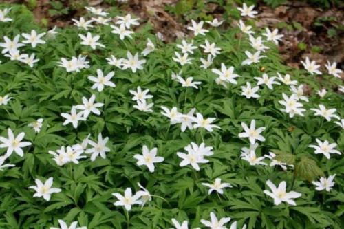 Чего боятся мыши на даче. 8 растений, которые надолго отпугнут мышей от вашего садового участка