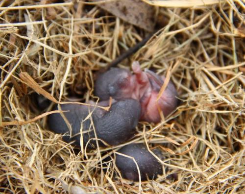 Как избавиться от полевых мышей на даче. Особенности грызуна