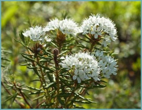 Как избавиться от мышей народными средствами. Народные средства от мышей