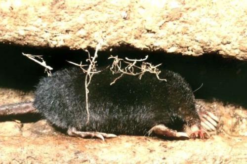 Как избавиться от мышей и кротов на даче. Особенности жизнедеятельности крота