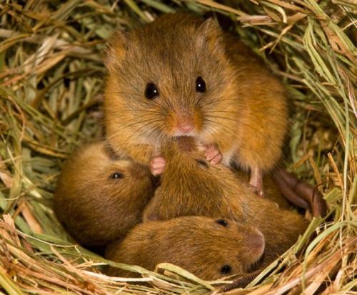 Как избавиться от полевых мышей на даче. Особенности грызуна