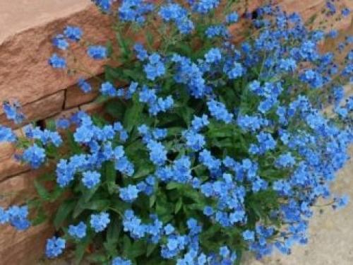 Какие растения отпугнут мышей с огорода. Растения, отпугивающие мышей 11