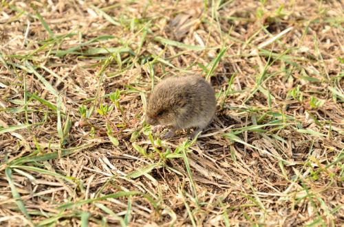 Как избавиться от полевых мышей на даче. Особенности грызуна