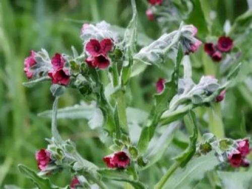 Какие растения отпугнут мышей с огорода. Растения, отпугивающие мышей 12