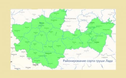 Груша Лада (39 фото): описание сорта, посадка, выращивание, уход и отзывы садоводов