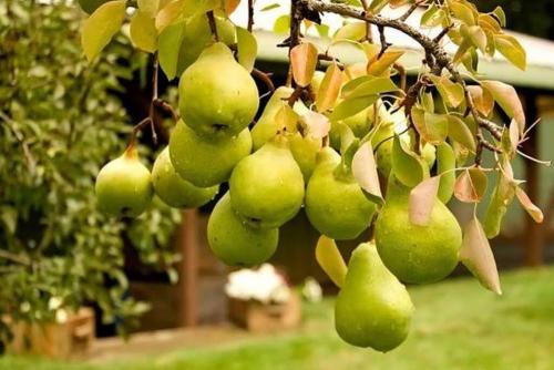 Как правильно сформировать крону груши. Обрезка груши: схемы, детали, возрастной и сезонный факторы