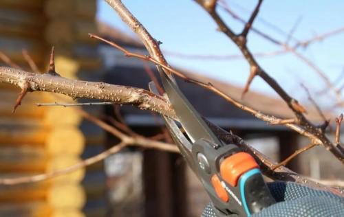 Как правильно сформировать крону груши. Обрезка груши: схемы, детали, возрастной и сезонный факторы