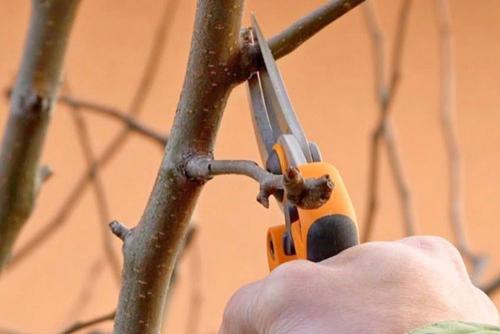 Как правильно сформировать крону груши. Обрезка груши: схемы, детали, возрастной и сезонный факторы