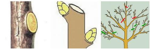 Как правильно сформировать крону груши. Обрезка груши: схемы, детали, возрастной и сезонный факторы