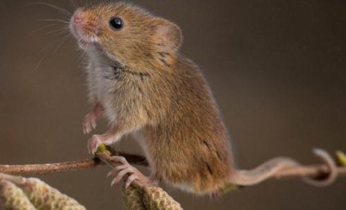 Как определить крыса или мышь в доме. Внешние отличия