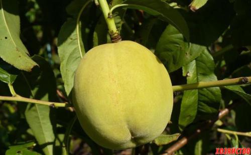 Персик Донецкий белый. 5 лучших сортов персика