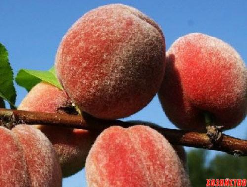 Персик Донецкий белый. 5 лучших сортов персика