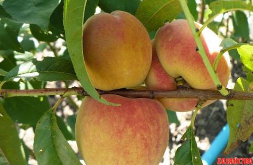 Персик Донецкий белый. 5 лучших сортов персика