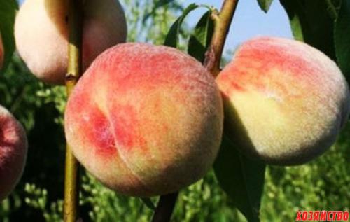 Персик Донецкий белый. 5 лучших сортов персика