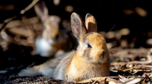 Отпугивающие растения для мышей и где они обитают. Растения 02