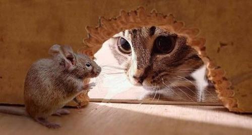 Какого запаха боятся мыши. Запахи