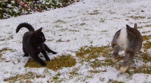 Отпугивающие растения для мышей и где они обитают. Растения 01