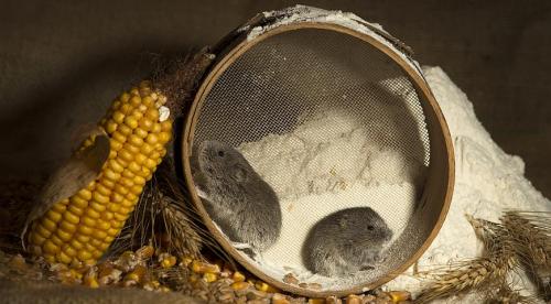 Отпугивающие растения для мышей и где они обитают. Растения 03