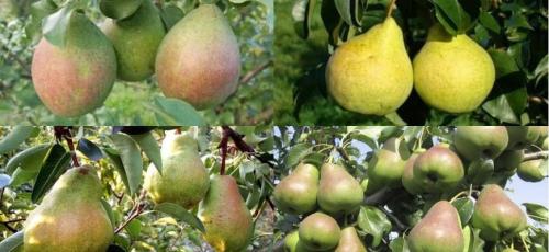 Сорта груш в магазинах. 12 самых сладких и вкусных сортов груш: список с названиями