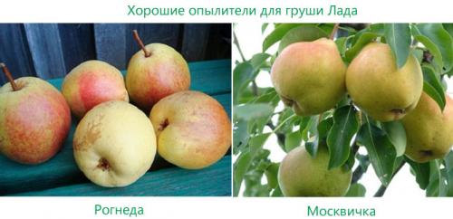 Груша Лада. Описание сорта груши Лада – морозостойкость, урожайность, отзывы садоводов, фото