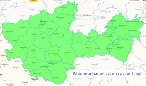 Груша Лада. Описание сорта груши Лада – морозостойкость, урожайность, отзывы садоводов, фото