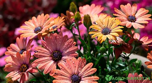 Улучшай свой сад: как правильно пересаживать и делить многолетники Улучшай свой сад: как правильно пересаживать и делить многолетники