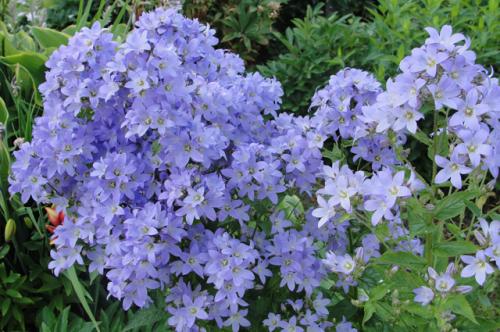 Улучшай свой сад: как правильно пересаживать и делить многолетники 02 Улучшай свой сад: как правильно пересаживать и делить многолетники 02