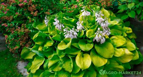 Улучшай свой сад: как правильно пересаживать и делить многолетники 01 Улучшай свой сад: как правильно пересаживать и делить многолетники 01