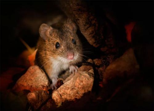 Как бороться с полевками на огороде. Описание вредителей