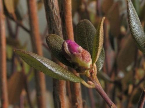 Как бороться с грызунами на даче. Как бороться с грызунами: меры профилактики 03