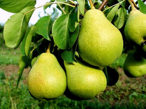 Сорта груш в магазинах. Как не ошибиться с выбором и приобрести действительно вкусный и полезный фрукт?