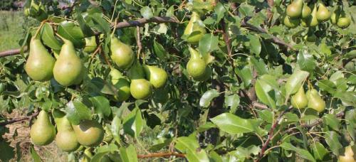 Крупноплодные зимние сорта груш. Выбираем самые морозоустойчивые сорта груши