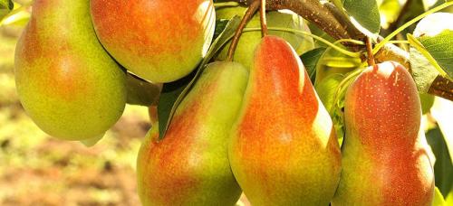 Крупноплодные зимние сорта груш. Выбираем самые морозоустойчивые сорта груши