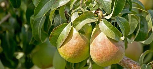 Крупноплодные зимние сорта груш. Выбираем самые морозоустойчивые сорта груши