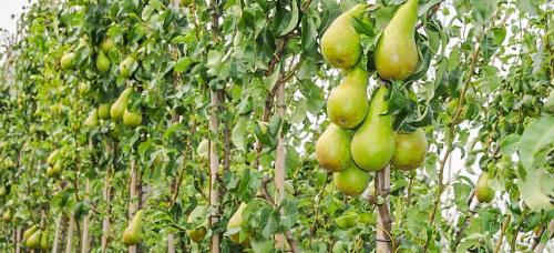 Крупноплодные зимние сорта груш. Выбираем самые морозоустойчивые сорта груши