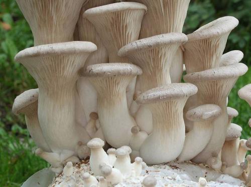 Выращивание грибов в подвале частного дома. Как вырастить грибы в подвале