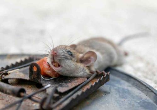 Как избавиться от мышей в доме. 12 эффективных средств от мышей 01 Как избавиться от мышей в доме. 12 эффективных средств от мышей 01