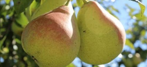 Самые вкусные сорта груш. 12 самых сладких и вкусных сортов груш: список с названиями