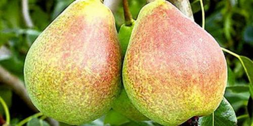 Крупные сорта груши. Крупноплодные сорта груш